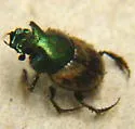 Onthophagus concinnus - photo 5