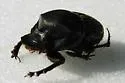 Onthophagus coproides - Onthophagus coproides