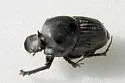 Onthophagus coproides - photo 2