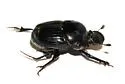 Onthophagus coproides - photo 3