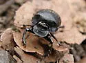 Onthophagus coproides - photo 4