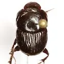 Onthophagus coproides - photo 5