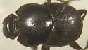 Onthophagus cynomysi - photo 2