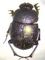 Onthophagus depressus - photo 2