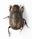 Onthophagus depressus - photo 3