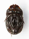 Onthophagus depressus - photo 4