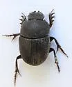 Onthophagus depressus - photo 5
