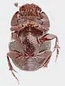 Onthophagus durangoensis - photo 2