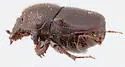 Onthophagus durangoensis - photo 3