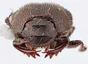 Onthophagus durangoensis - photo 4