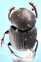Onthophagus durangoensis - photo 5