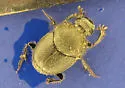 Scooped Scarab - Onthophagus hecate
