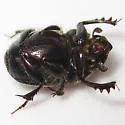 Scooped Scarab - photo 2