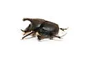 Scooped Scarab - photo 3