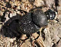 Scooped Scarab - photo 4