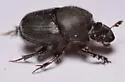 Scooped Scarab - photo 5
