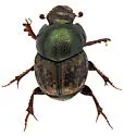 Onthophagus hoepfneri - photo 2