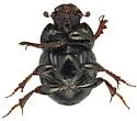 Onthophagus hoepfneri - photo 3