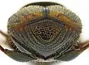 Onthophagus hoepfneri - photo 4