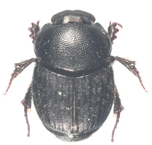 Onthophagus joannae - photo 2