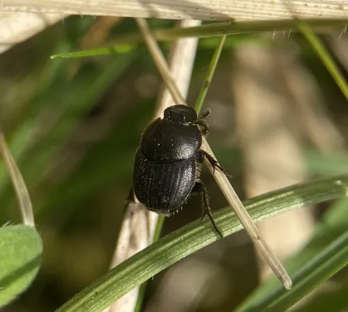 Onthophagus joannae - photo 3