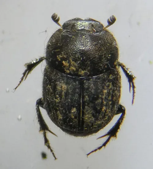 Onthophagus joannae - photo 4