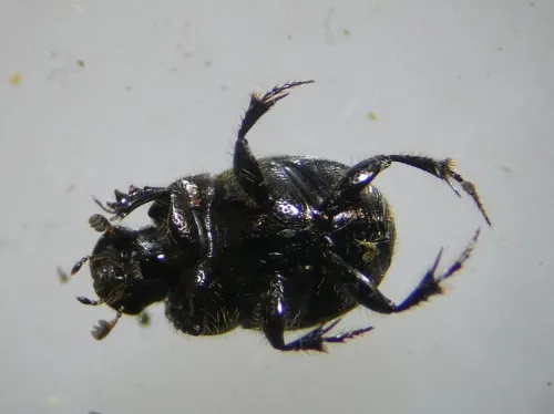 Onthophagus joannae - photo 5