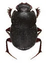 Onthophagus knausi - Onthophagus knausi