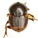 Onthophagus landolti - Onthophagus landolti