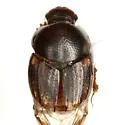 Onthophagus landolti - photo 2