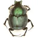 Onthophagus medorensis - photo 2