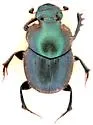 Onthophagus medorensis - photo 3