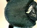 Onthophagus medorensis - photo 4