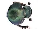 Onthophagus medorensis - photo 5