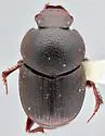 Onthophagus mextexus - Onthophagus mextexus