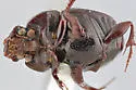 Onthophagus mextexus - photo 2