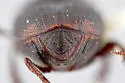 Onthophagus mextexus - photo 3