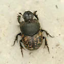 Onthophagus nuchicornis - photo 2