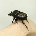 Onthophagus nuchicornis - photo 4