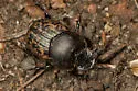 Onthophagus nuchicornis - photo 5