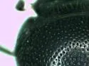 Onthophagus oklahomensis - photo 2