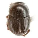 Onthophagus oklahomensis - photo 3