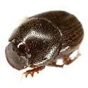 Onthophagus oklahomensis - photo 4