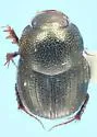 Onthophagus oklahomensis - photo 5