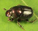 Onthophagus orpheus - Onthophagus orpheus