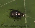 Onthophagus orpheus - photo 2