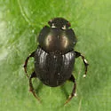 Onthophagus orpheus - photo 3