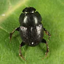 Onthophagus orpheus - photo 4