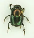 Onthophagus orpheus - photo 5