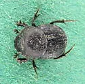 Onthophagus pennsylvanicus - Onthophagus pennsylvanicus